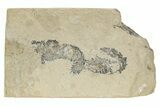 Two Cretaceous Fossil Shrimp - Lebanon #236026-1